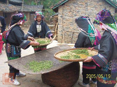 俐侎人制茶全程