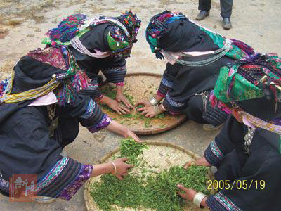 俐侎人制茶全程