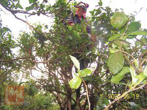 俐侎人制茶全程