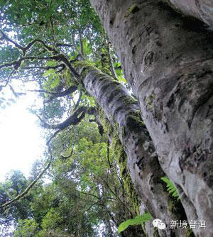 茶山版纳