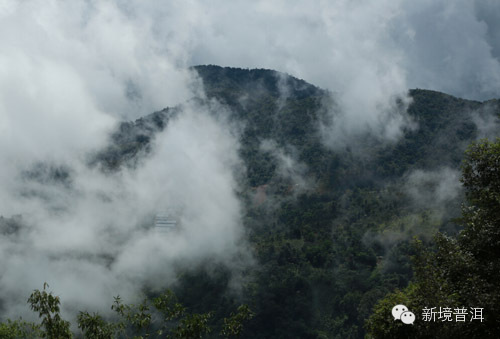 茶山版纳