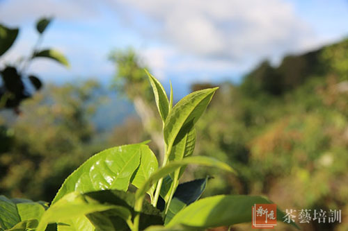 暴涨暴跌,神话?笑话?——(普洱茶答疑之二)