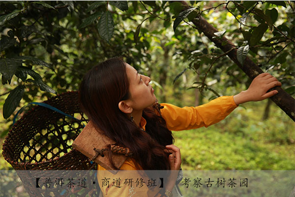 普洱茶市场为什么这样乱？（之一）：搞笑的普洱茶国家标准