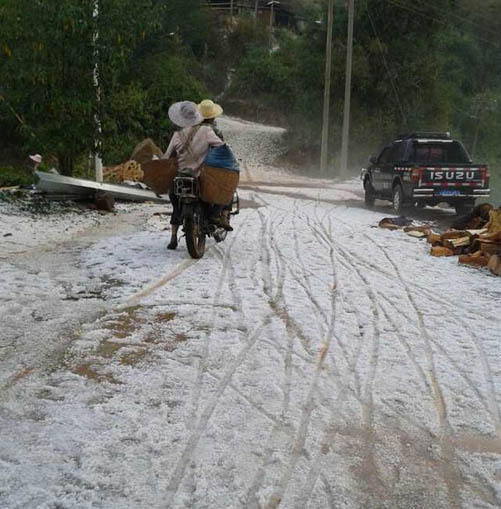 <市场快讯>版纳茶山昨日遭遇冰雹袭击