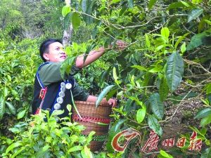 今春古树茶涨势已成定局,行业面临洗牌