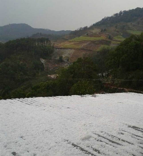 <市场快讯>版纳茶山昨日遭遇冰雹袭击