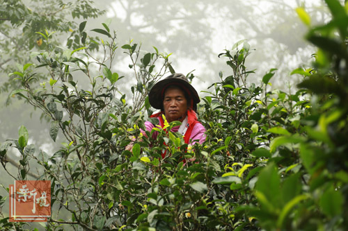 谁在炒茶推高普洱茶价格?