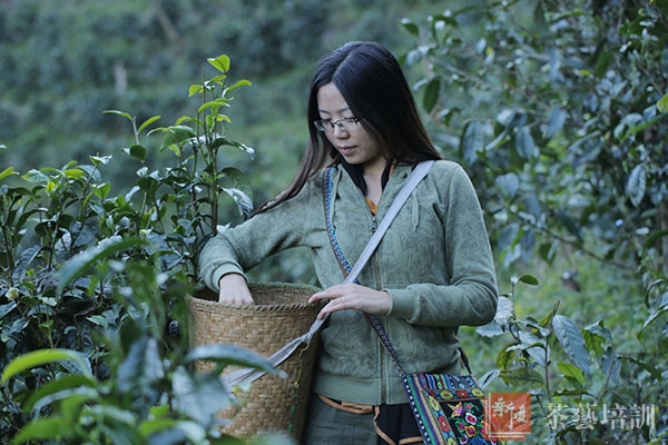 新境普洱茶业六盘水再添盟友!