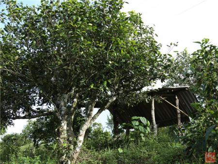 新境小勐宋茶厂及茶园基地